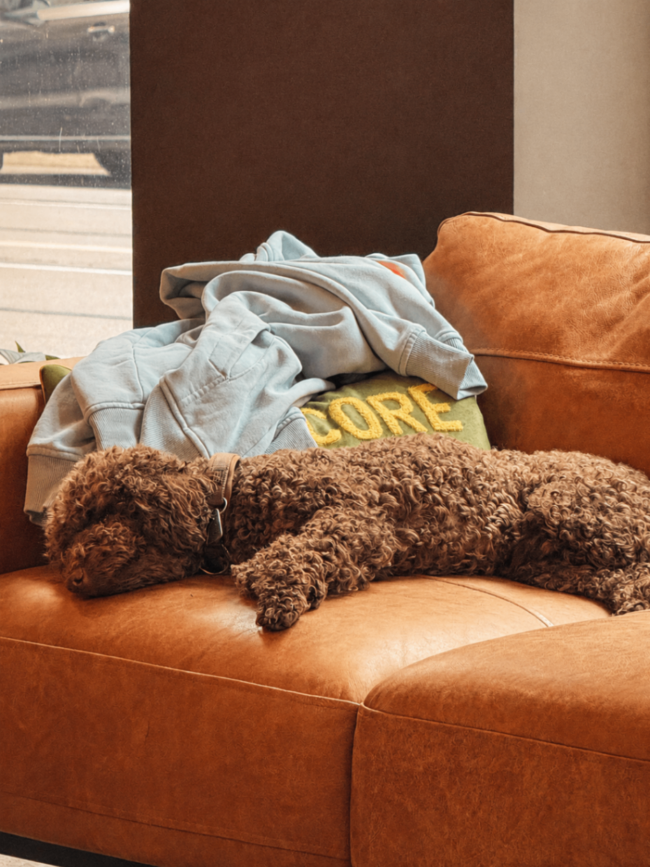 Sofa mit Agenturhund im Studio