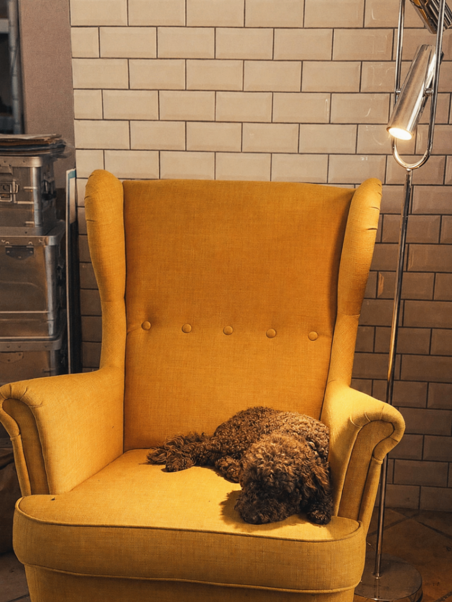Sessel mit Hund im Münchner Studio von KOPFBRAND